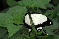 Papilio dardanus - mocker swallowtail