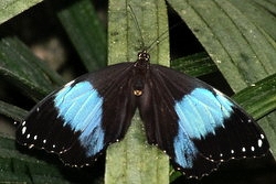 Morpho deidamia