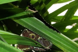 Morpho deidamia