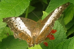 Vindula dejone