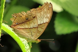 Vindula dejone