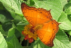 Vindula dejone