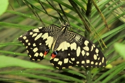 Papilio demodocus