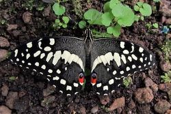 Papilio demodocus