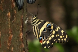 Papilio demodocus - citrus swallowtail