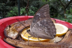 Prepona demophon