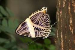 Colobura dirce