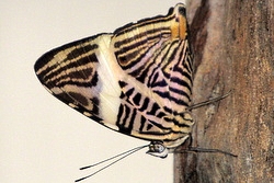Colobura dirce