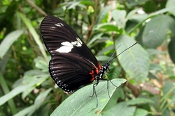 Heliconius doris
