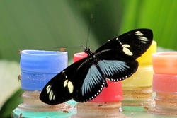 Heliconius doris