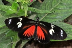 Heliconius doris