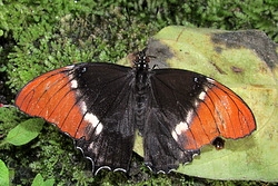 Siproeta epaphus