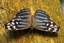 Myscelia ethusa