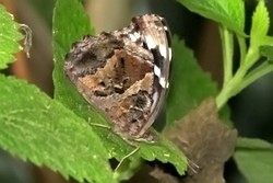Myscelia ethusa