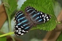 Myscelia ethusa