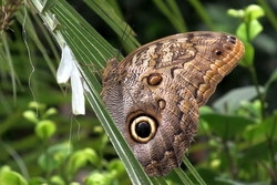 Caligo eurilochus - forest giant owl