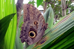 Caligo eurylochus