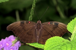 Dophia evalina
