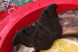 Dophia evalina