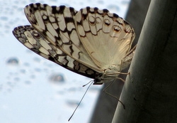 Hamadryas februa