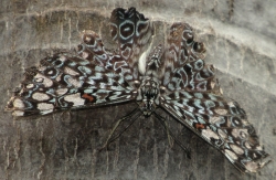 Hamadryas feronia