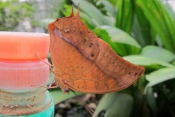 Charaxes fulvescens