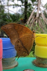 Charaxes fulvescens
