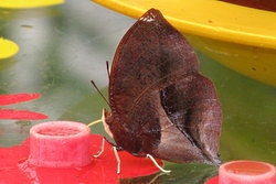Siderone galanthis