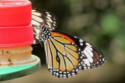Danaus genutia