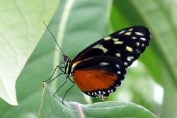Heliconius hecale