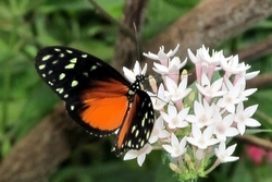 Heliconius hecale