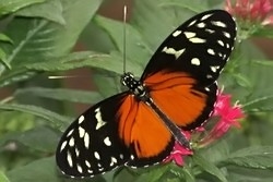 Heliconius hecale