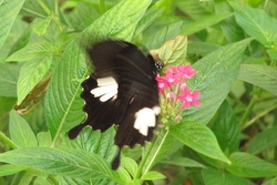 Papilio helenus