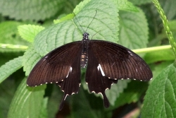 Papilio helenus