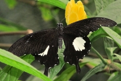Papilio helenus - red helen