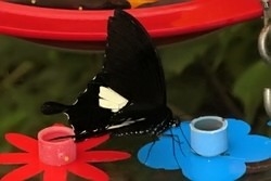 Papilio helenus
