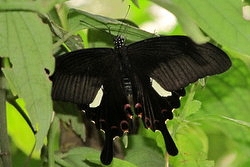Papilio helenus