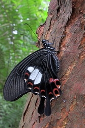 Papilio helenus