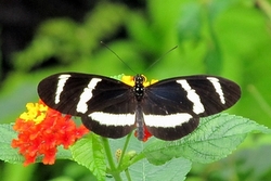 Heliconius hewitsoni