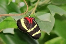 Heliconius hewitsoni