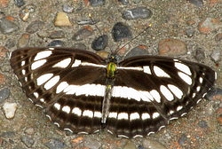 Neptis hylas