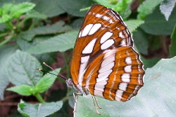 Neptis hylas