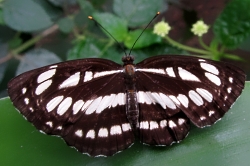 Neptis hylas