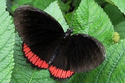 Biblis hyperia