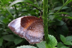 Elymnias hypermnestra