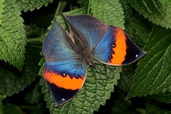 Kallima inachus