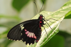 Parides iphidamas