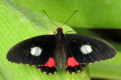 Parides iphidamas
