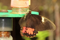 Parides iphidamas