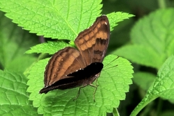 Junonia iphita